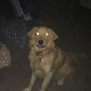 Meet your Posher, Sean